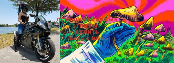 PSILOCYBIN Алзамай